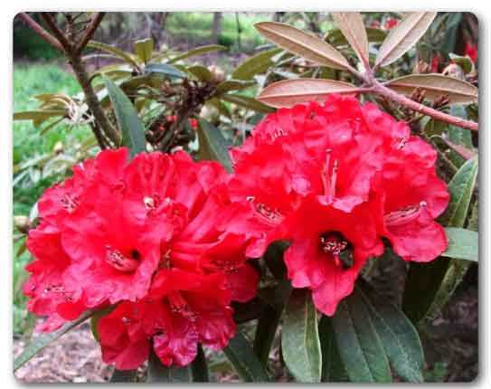  Nagaland State flower, Rhododendron, Rhododendron arboreum